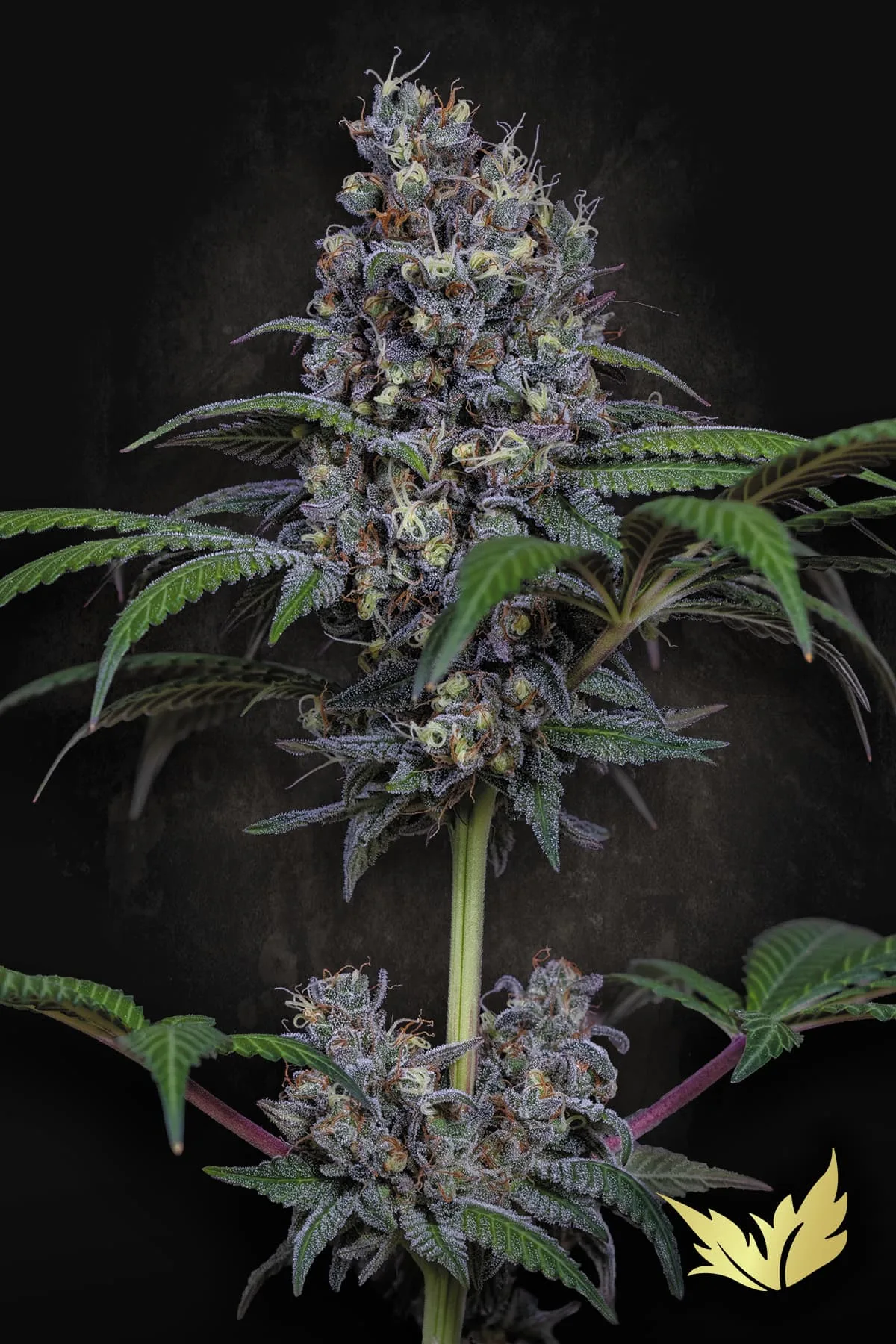 Sweetopia – Paradise Seeds – Feminizowane