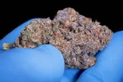 Sweetopia – Paradise Seeds – Feminizowane