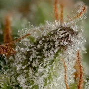 Durga Mata – Paradise Seeds – Feminizowane