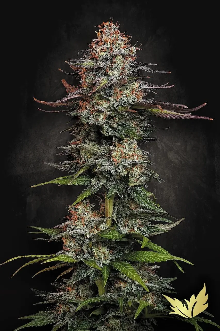Durga Mata – Paradise Seeds – Feminizowane