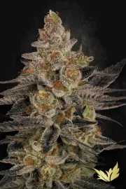 Chocolate Wafflez – Paradise Seeds – Feminizowane