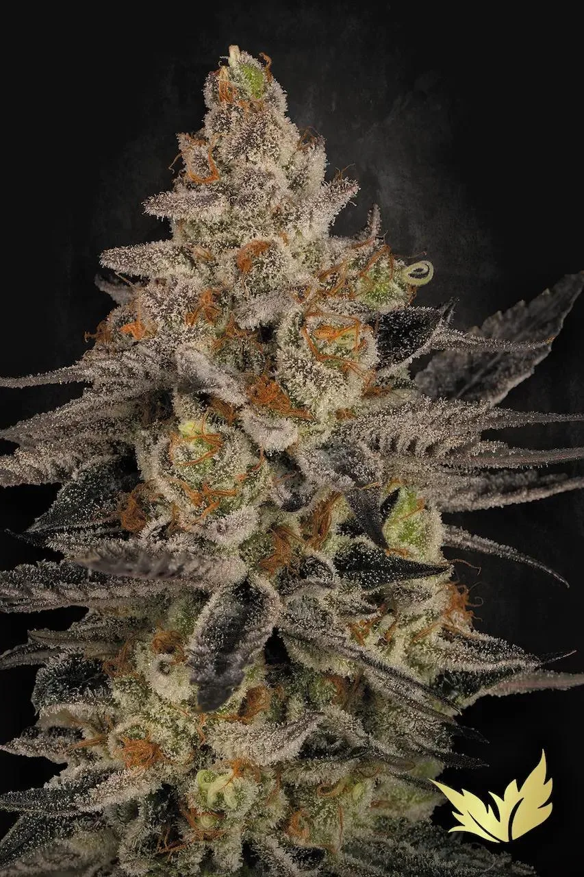 Chocolate Wafflez – Paradise Seeds – Feminizowane