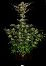 Chocolate Wafflez – Paradise Seeds – Feminizowane