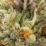 Chocolate Wafflez – Paradise Seeds – Feminizowane