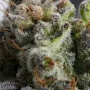 Jacky White – Paradise Seeds – Feminizowane