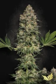 Jacky White – Paradise Seeds – Feminizowane