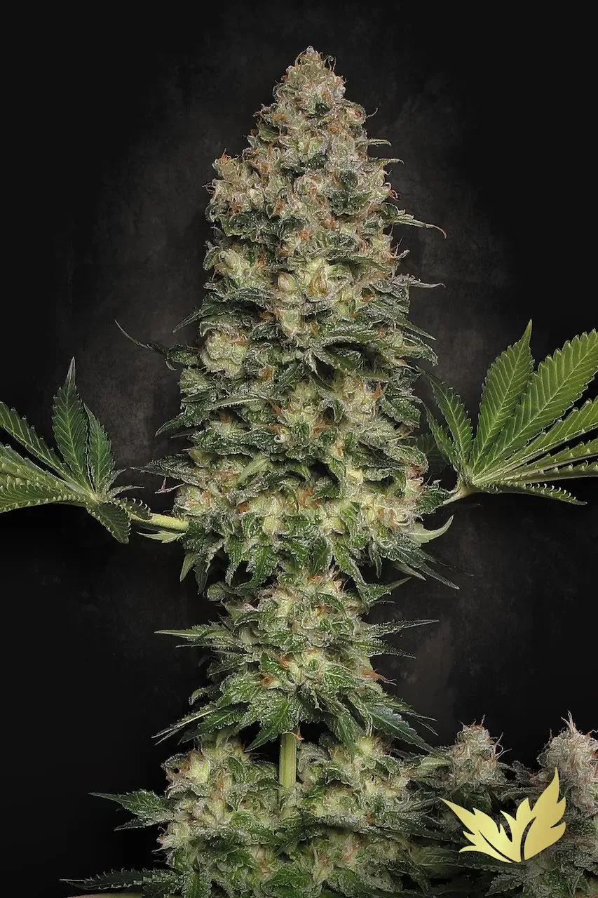 Jacky White – Paradise Seeds – Feminizowane