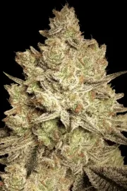 Jacky White – Paradise Seeds – Feminizowane