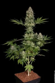 Jacky White – Paradise Seeds – Feminizowane