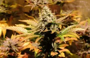 Jacky White – Paradise Seeds – Feminizowane