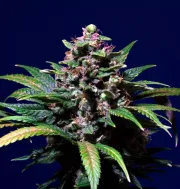 Sweet Purple – Paradise Seeds – Feminizowane