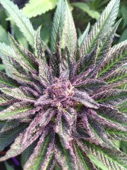 Sweet Purple – Paradise Seeds – Feminizowane