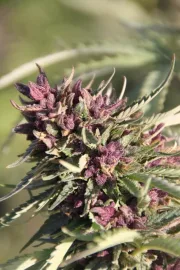 Sweet Purple – Paradise Seeds – Feminizowane