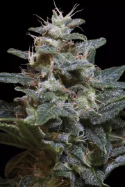 Sweet Purple – Paradise Seeds – Feminizowane