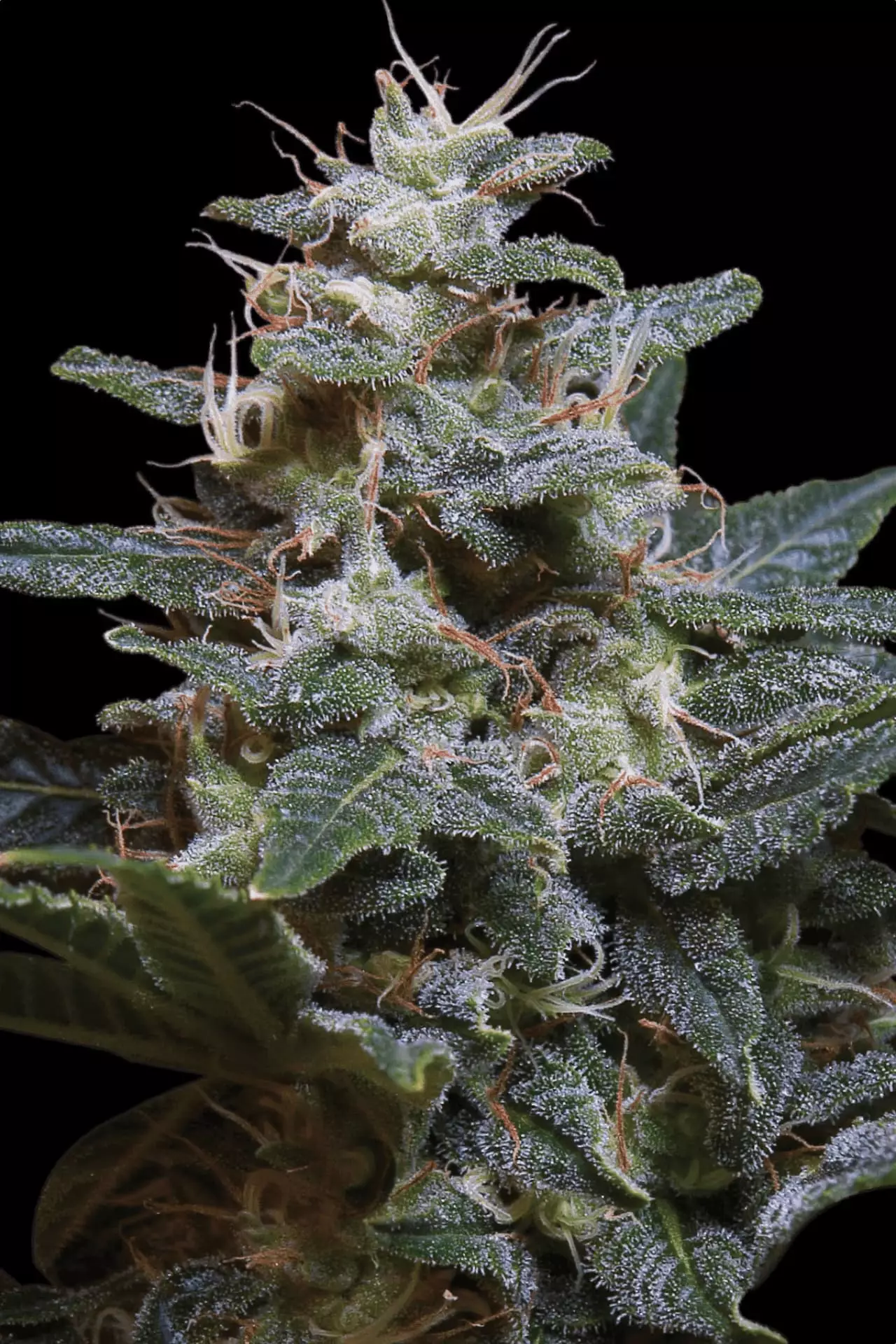 Sweet Purple – Paradise Seeds – Feminizowane