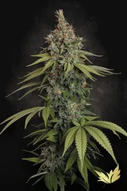 Delahaze – Paradise Seeds – Feminizowane