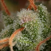 Delahaze – Paradise Seeds – Feminizowane