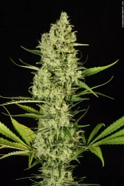 Delahaze – Paradise Seeds – Feminizowane