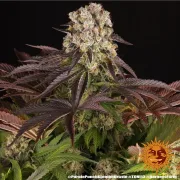 PURPLE PUNCH X LEMON DRIZZLE