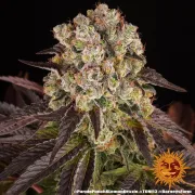 PURPLE PUNCH X LEMON DRIZZLE