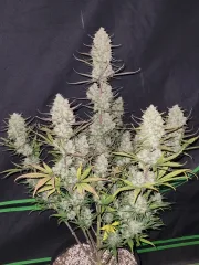 Tropicana Cookies Auto