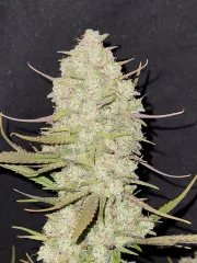 Tropicana Cookies Auto