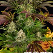 Biscotti Strain