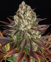 Biscotti Strain