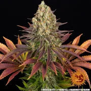 Biscotti Strain