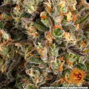 Biscotti Strain