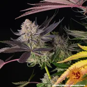 Runtz Strain