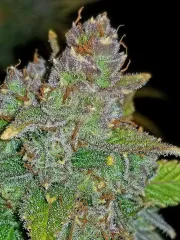 Blue Dream Auto