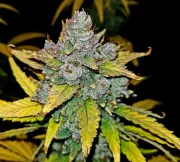 Blue Dream Auto
