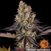 GELATO 45