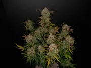 Lemon AK Auto