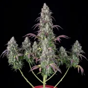 Lemon Pie Auto