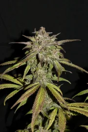 Smoothie Auto