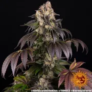 Girl Scout Cookies