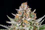 Strawberry Pie Auto