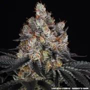 GELATO STRAIN