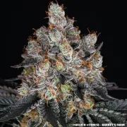 GELATO STRAIN