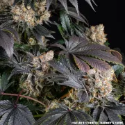 GELATO STRAIN