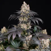 GELATO STRAIN