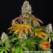 Sour Diesel