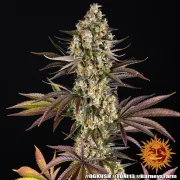 OG Kush