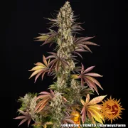 OG Kush