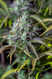 Big Bud Auto