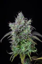 Big Bud Auto