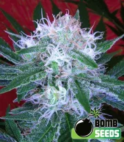 Auto Bomb – Bomb Seeds – Autoflowering