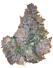 Berry Bomb Regular – Bomb Seeds – Regularne